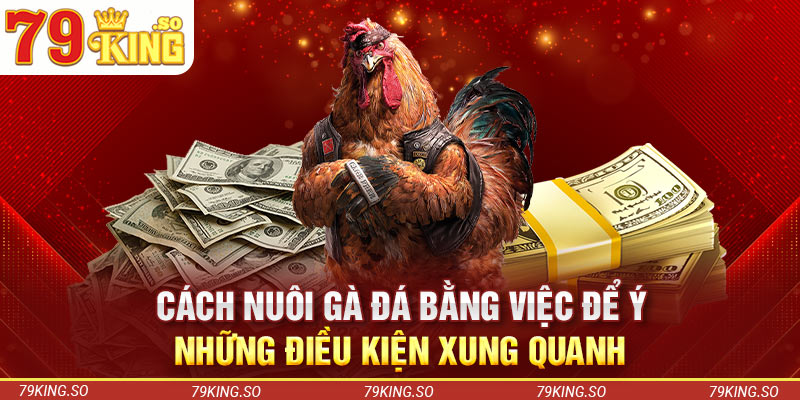 Cách nuôi gà đá bằng việc để ý những điều kiện xung quanh