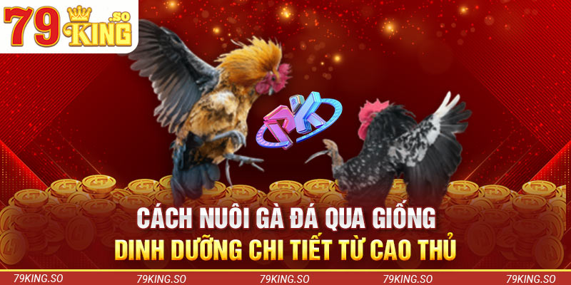 Cách nuôi gà đá qua giống, dinh dưỡng chi tiết từ cao thủ