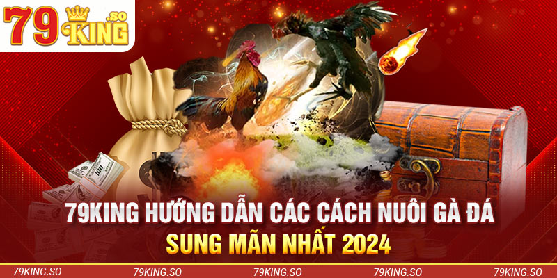 79KING Hướng Dẫn Các Cách Nuôi Gà Đá Sung Mãn Nhất 2024