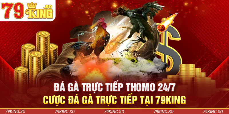 Đá Gà Trực Tiếp Thomo 24/7 - Cược Đá Gà Trực Tiếp Tại 79KING