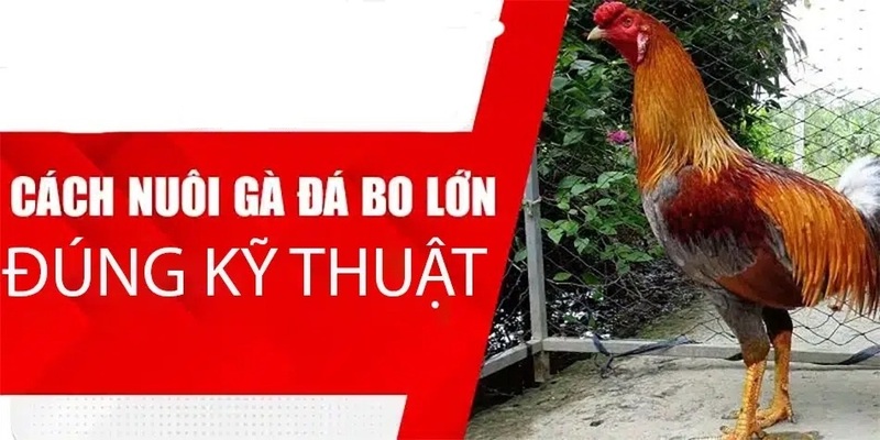 Một số lưu ý cơ bản trong cách nuôi gà đá bo lớn