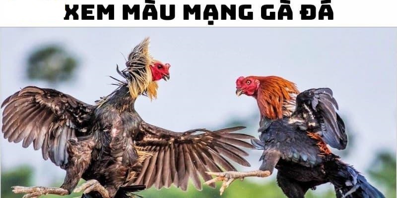 Tìm hiểu khái niệm về màu mạng gà đá